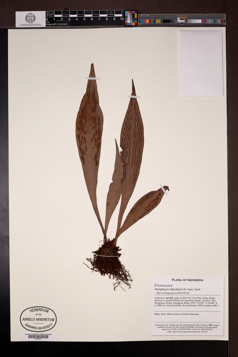 Antrophyum reticulatum photo 7