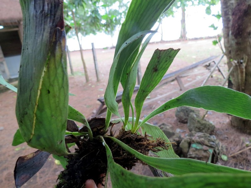 Antrophyum reticulatum photo 8
