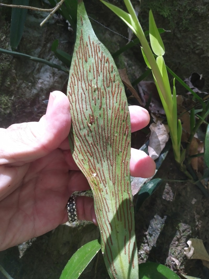 Antrophyum reticulatum photo 2
