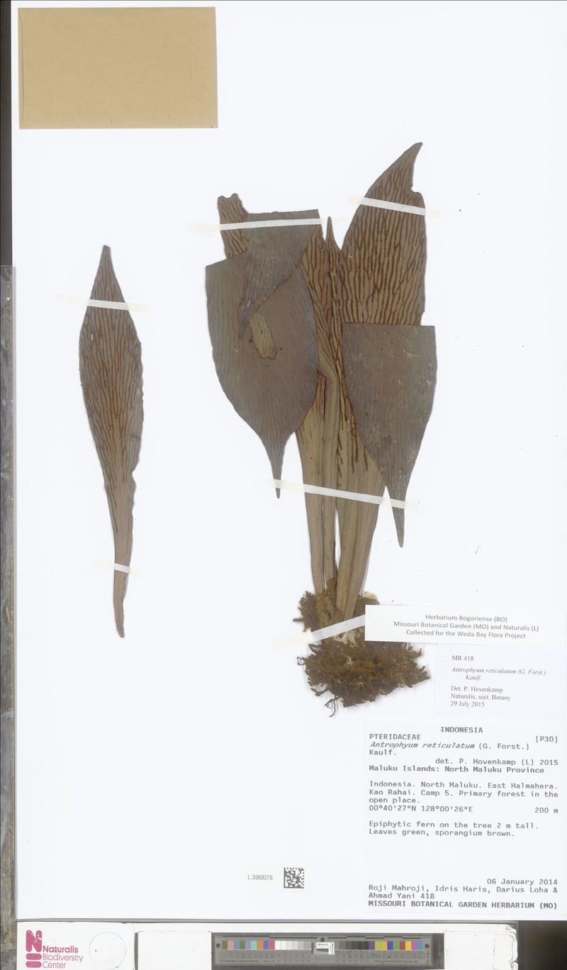 Antrophyum reticulatum photo 3