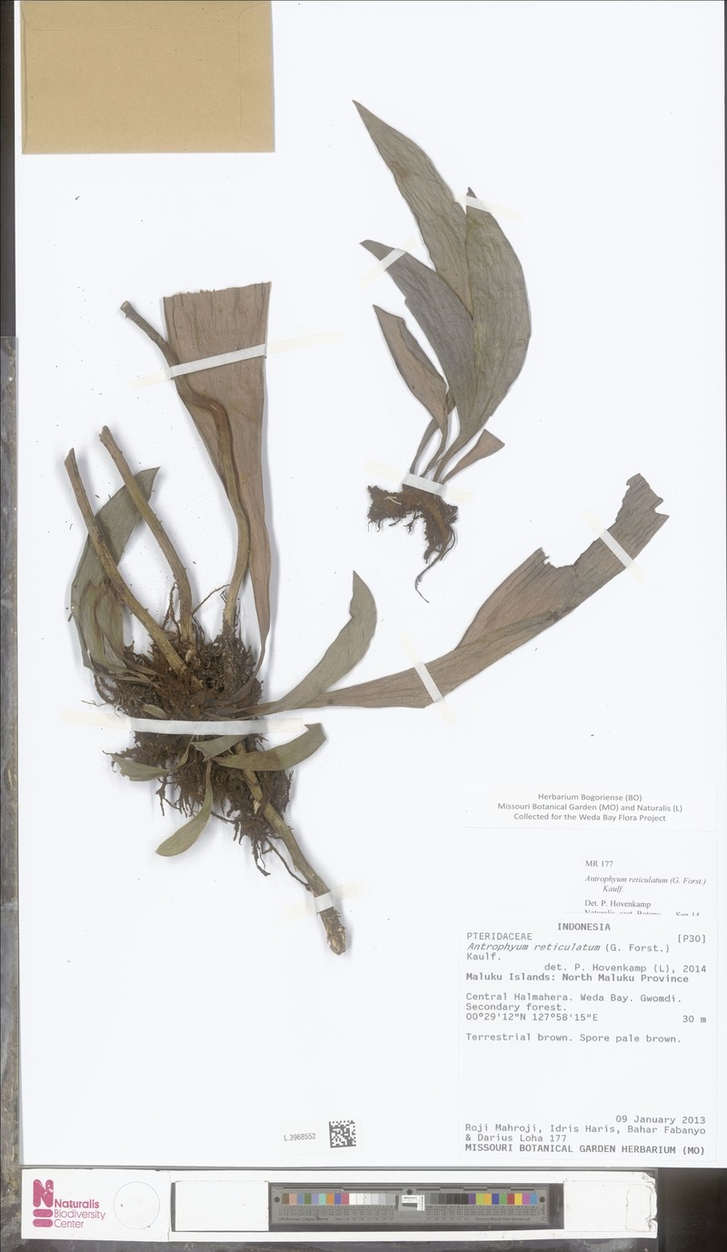 Antrophyum reticulatum photo 4