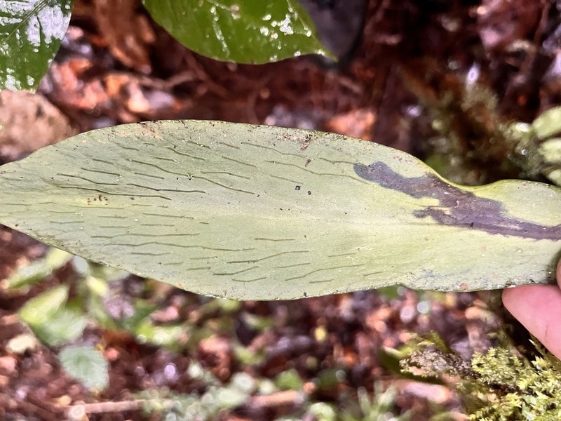 Antrophyum semicostatum photo 2
