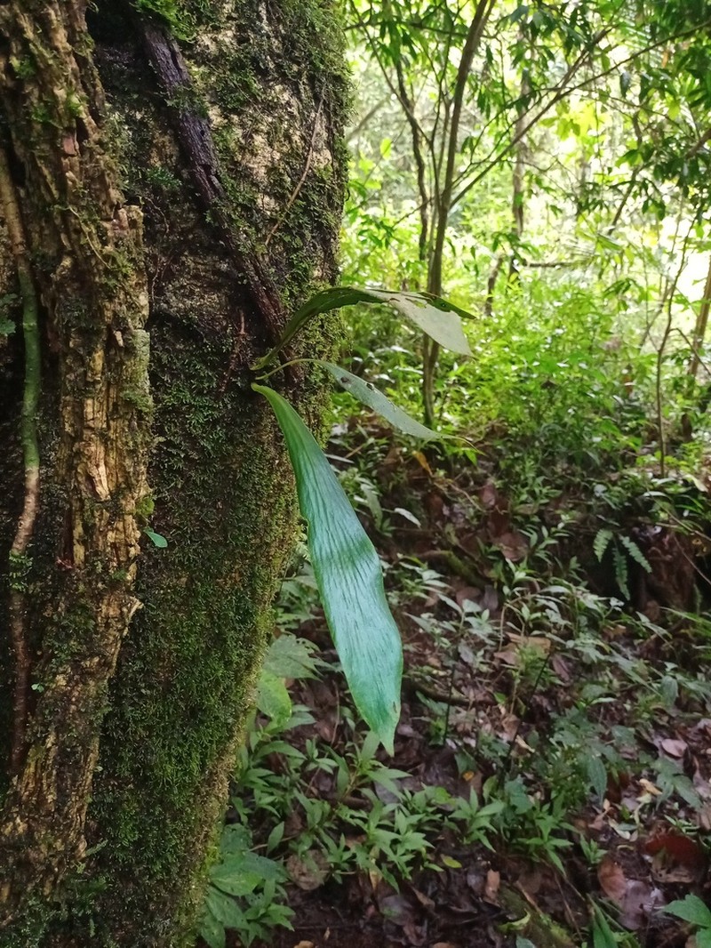 Antrophyum semicostatum photo 3