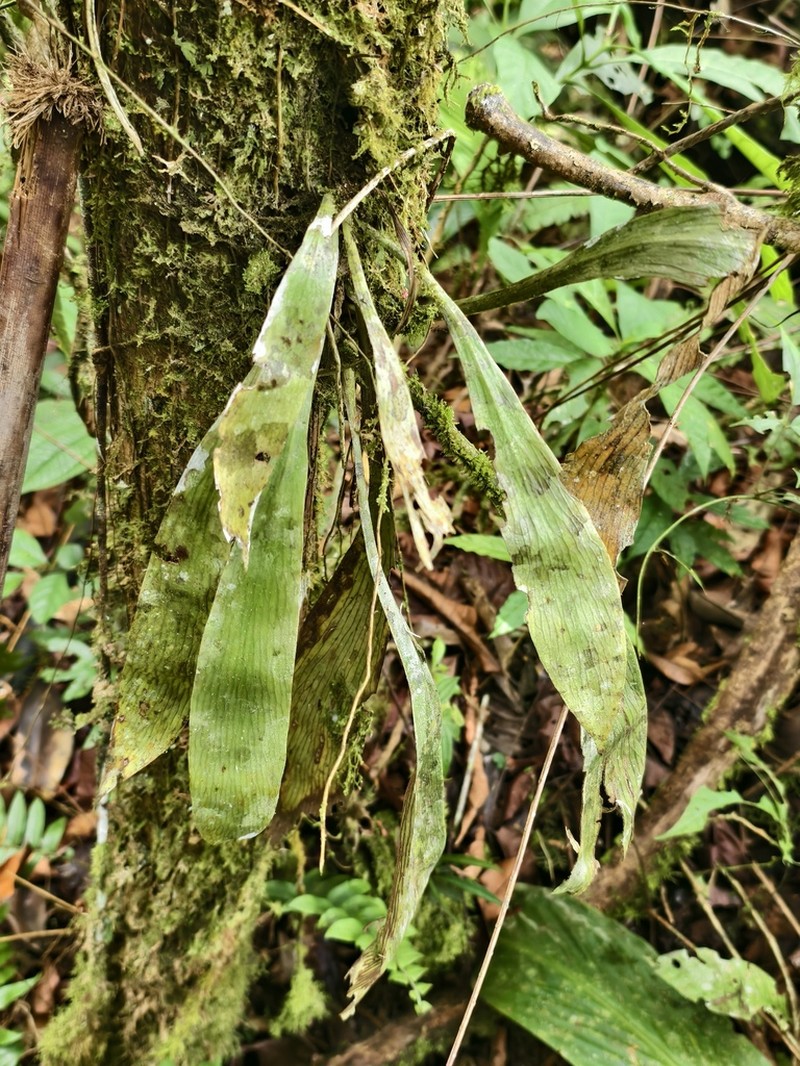 Antrophyum semicostatum photo 4