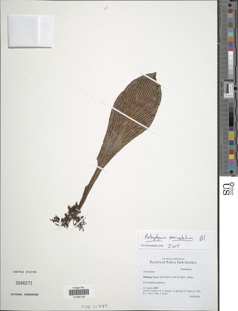 Antrophyum semicostatum photo 5