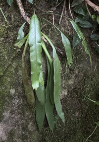 Antrophyum semicostatum