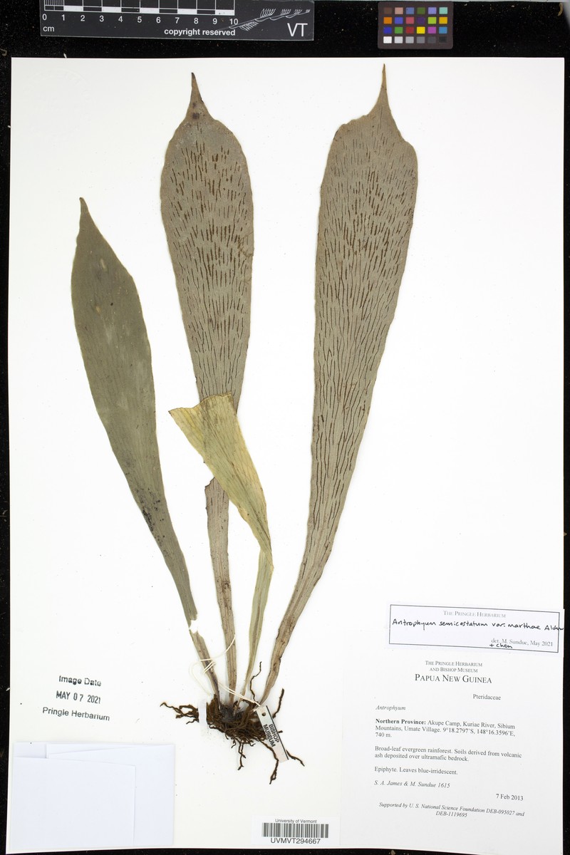 Antrophyum semicostatum photo 2