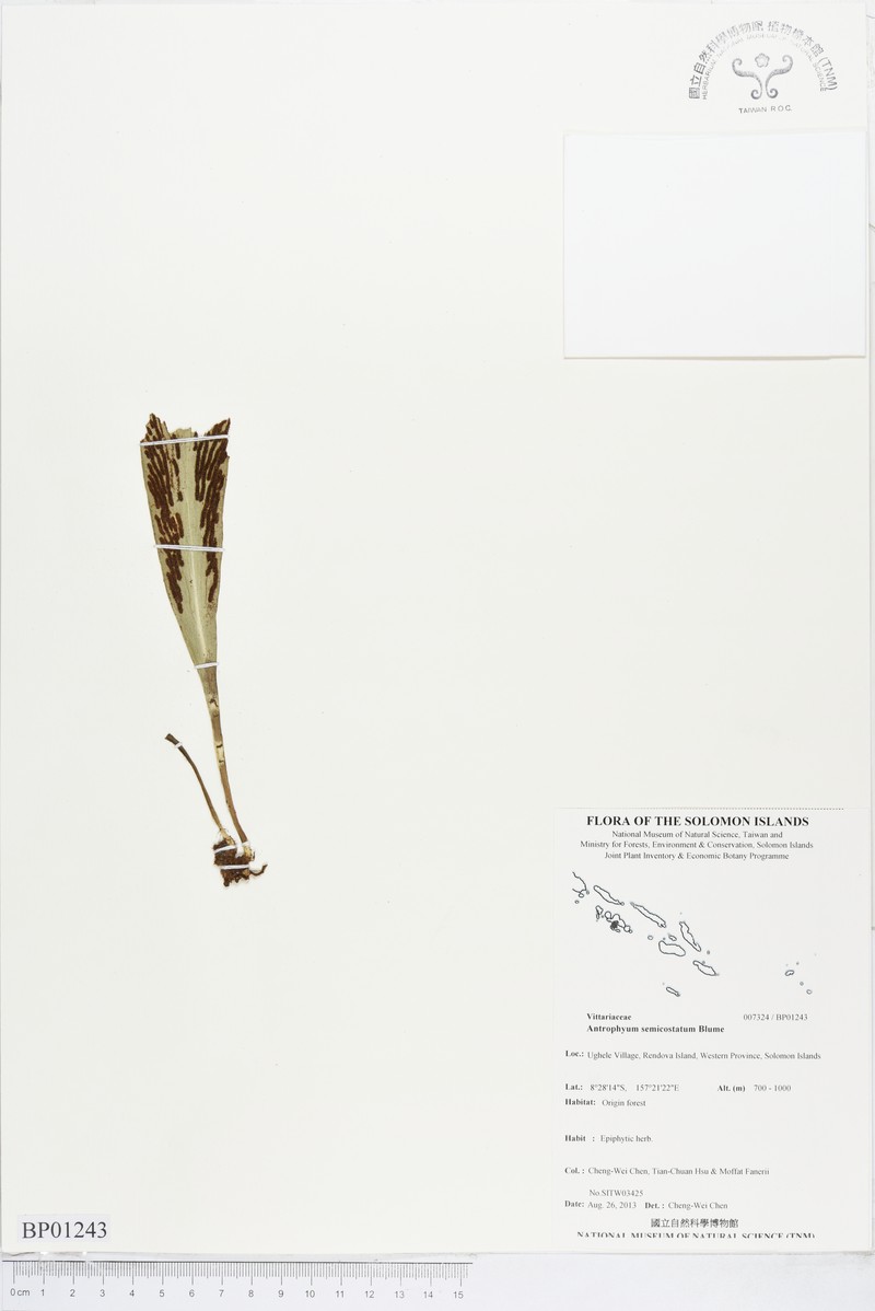 Antrophyum semicostatum photo 3
