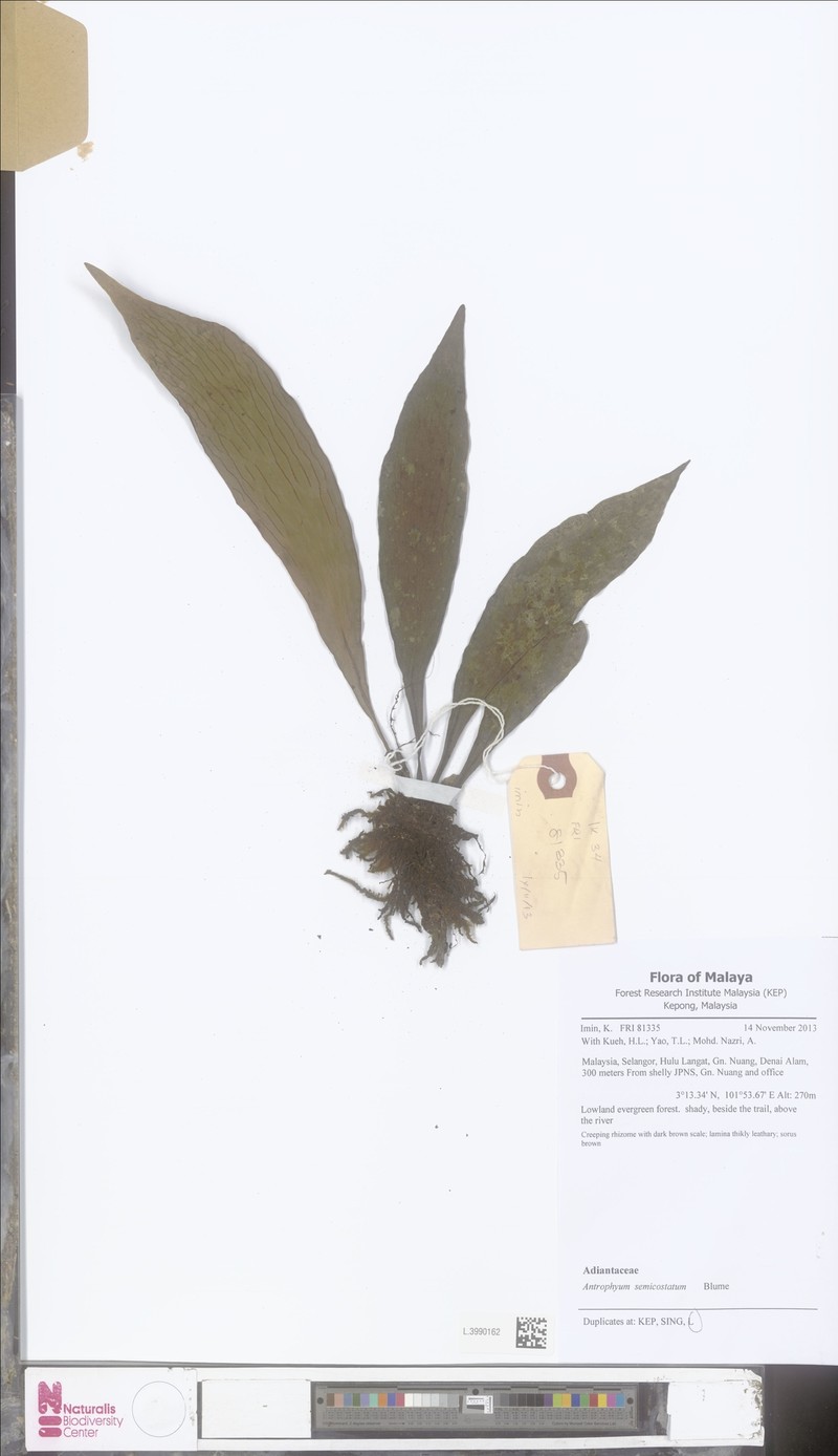 Antrophyum semicostatum photo 4