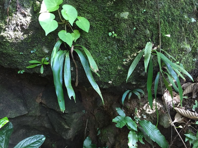 Antrophyum sessilifolium