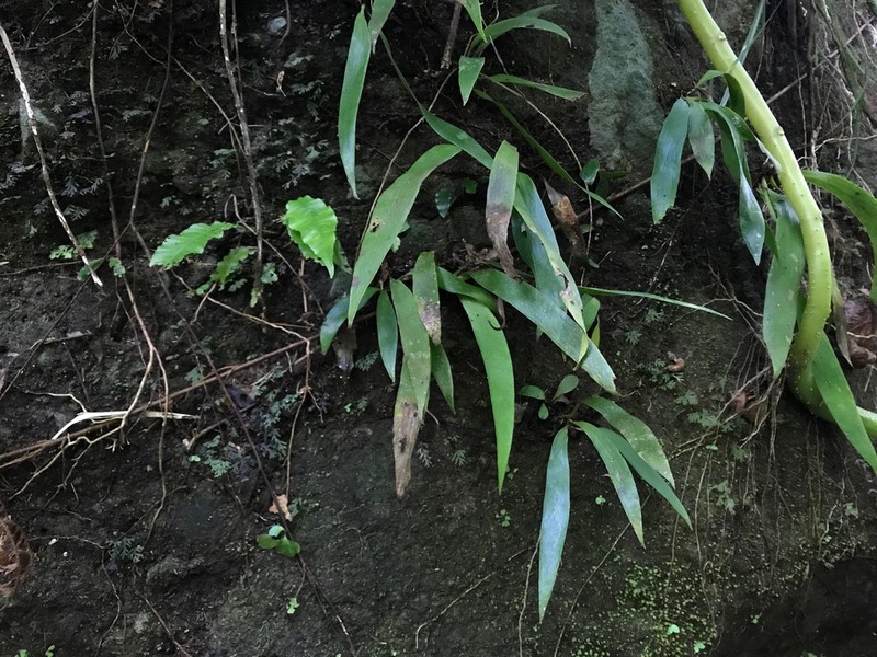 Antrophyum sessilifolium photo 2