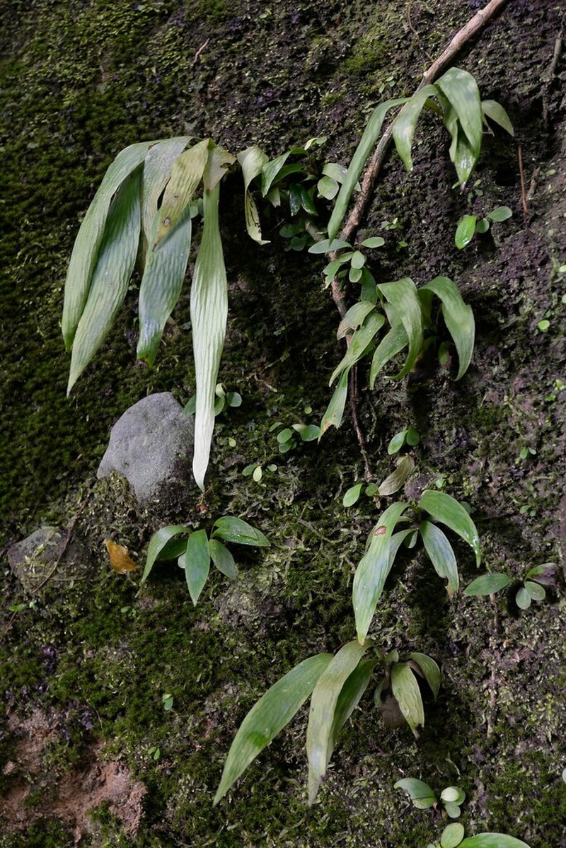 Antrophyum sessilifolium photo 3
