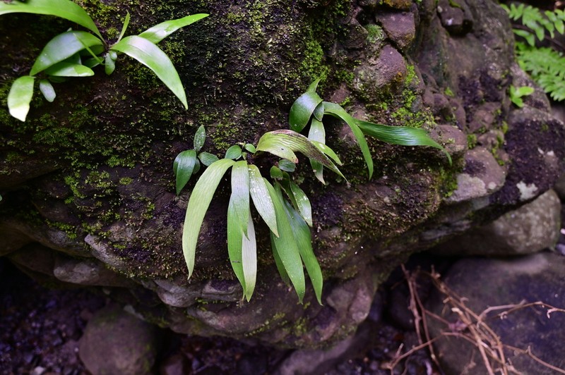 Antrophyum sessilifolium photo 4