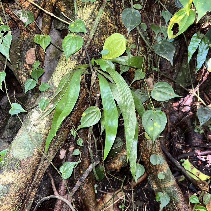 Antrophyum sessilifolium photo 5