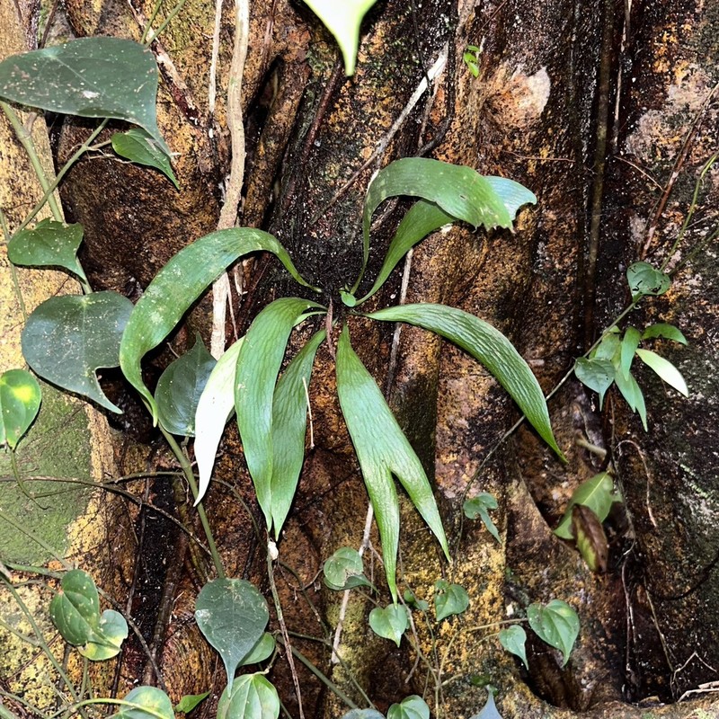 Antrophyum sessilifolium photo 6