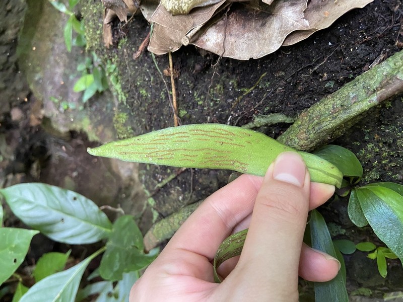 Antrophyum sessilifolium photo 7
