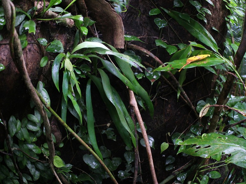 Antrophyum sessilifolium photo 8