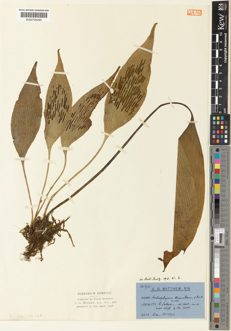 Antrophyum simulans