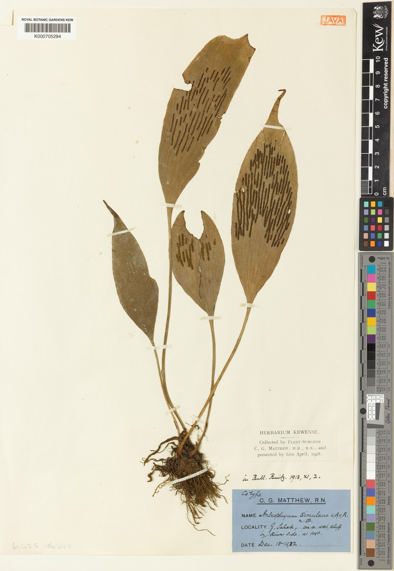 Antrophyum simulans photo 2