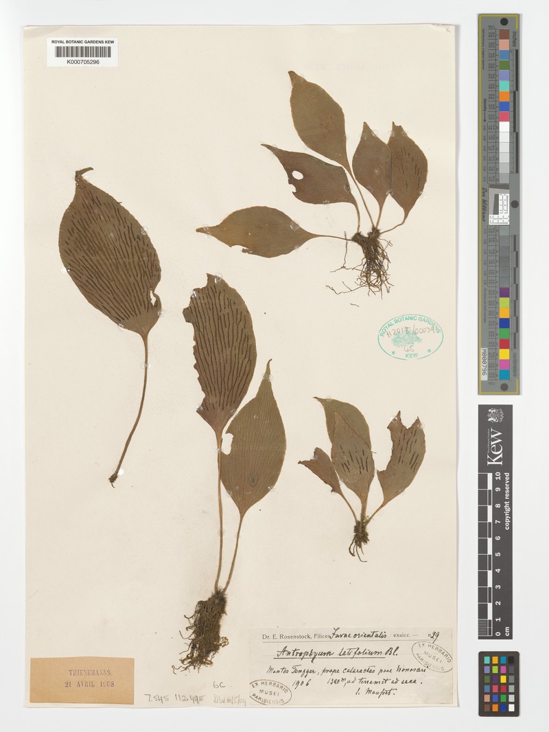 Antrophyum simulans photo 3