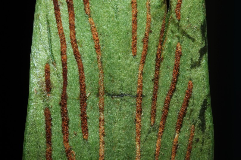 Antrophyum solomonense