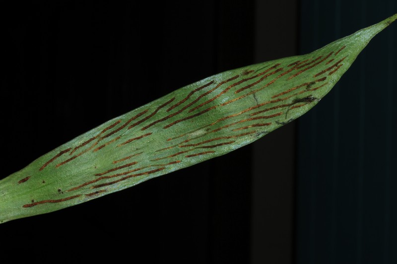 Antrophyum solomonense photo 2