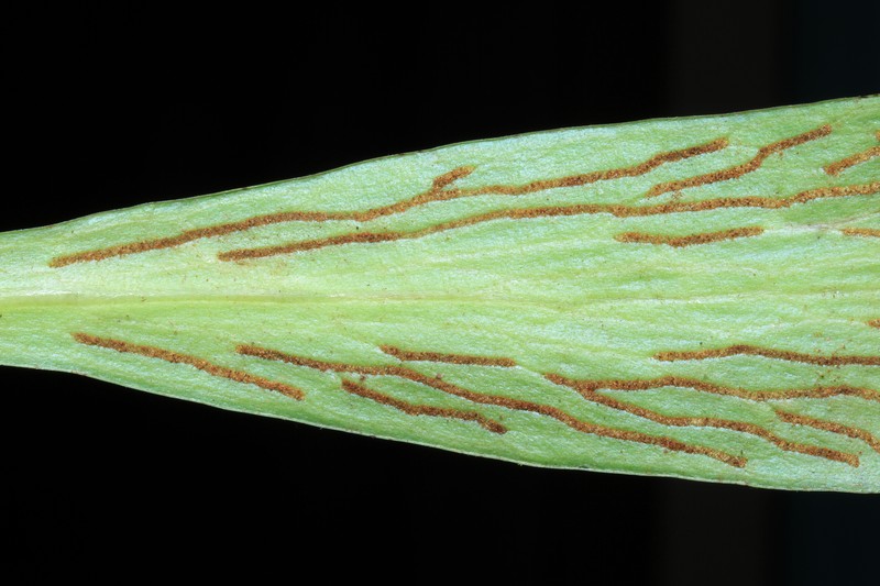 Antrophyum solomonense photo 3