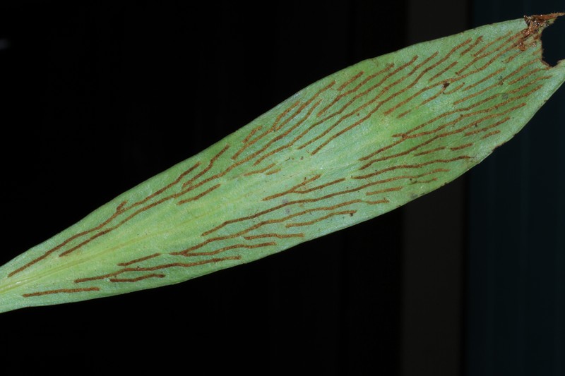 Antrophyum solomonense photo 4