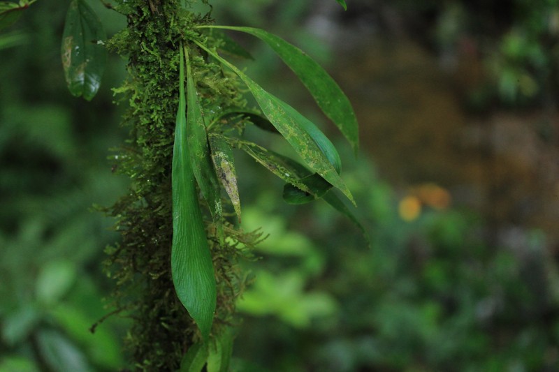 Antrophyum solomonense photo 5