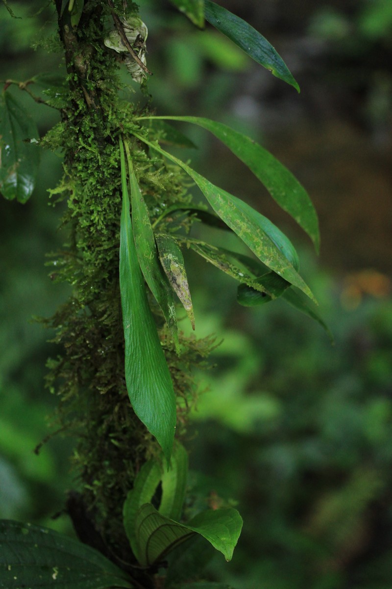 Antrophyum solomonense photo 6