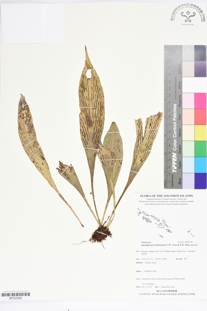 Antrophyum solomonense photo 7