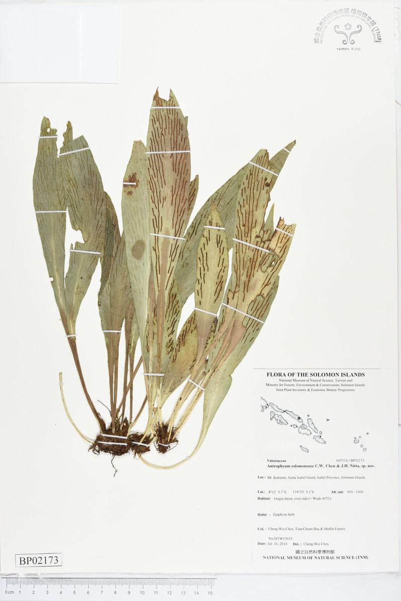 Antrophyum solomonense photo 8
