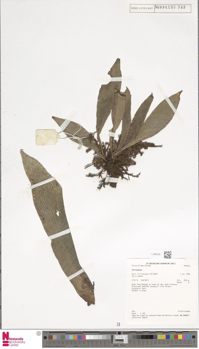 Antrophyum strictum