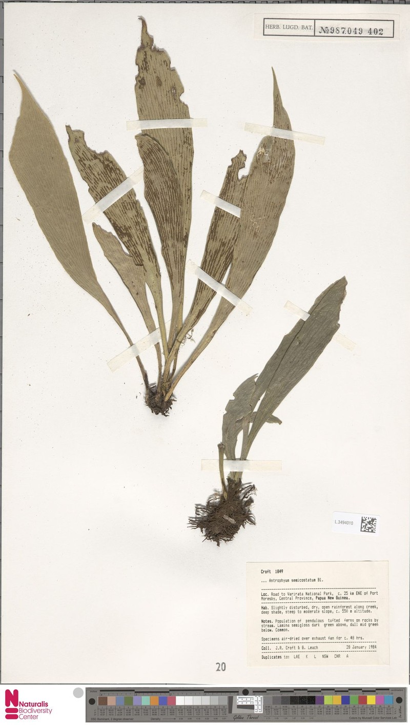 Antrophyum strictum photo 2