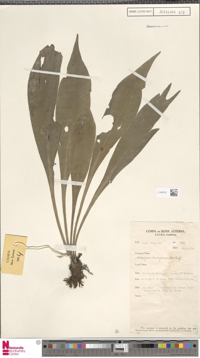Antrophyum strictum photo 3