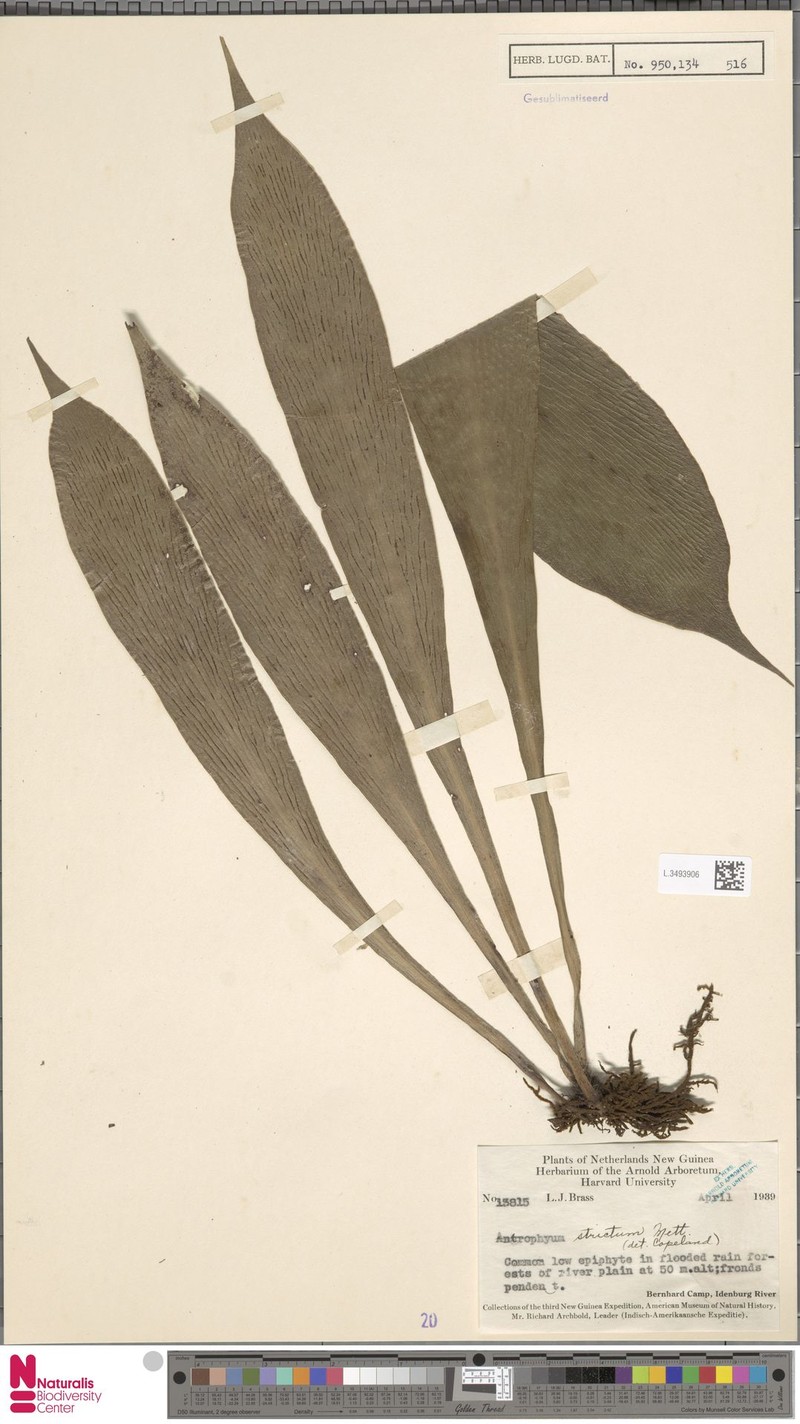 Antrophyum strictum photo 4