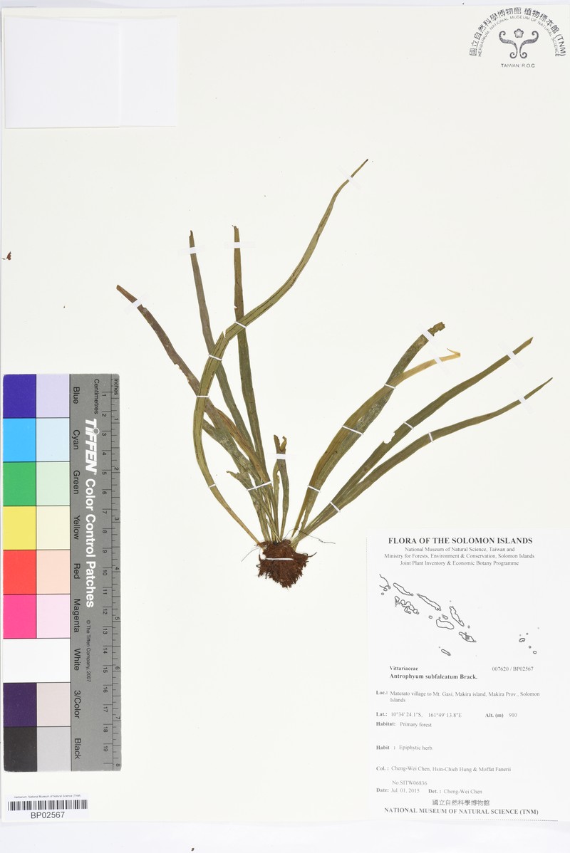 Antrophyum subfalcatum photo 2
