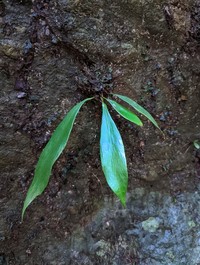 Antrophyum subfalcatum