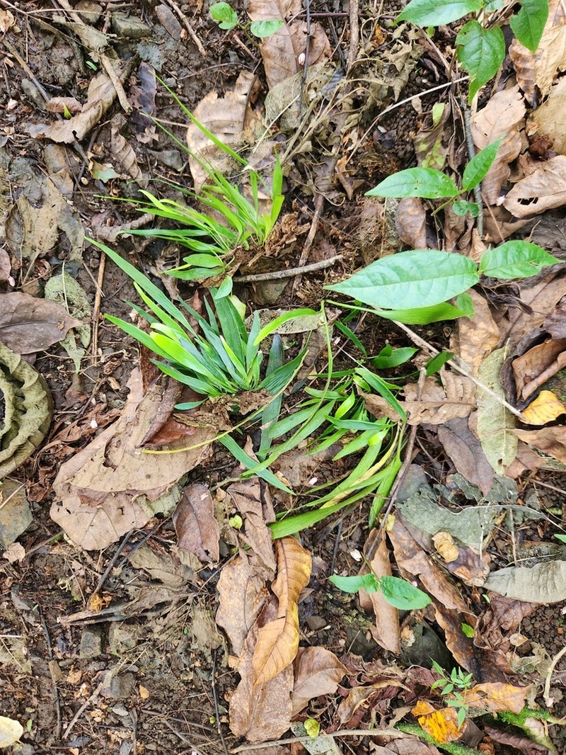 Antrophyum subfalcatum photo 3