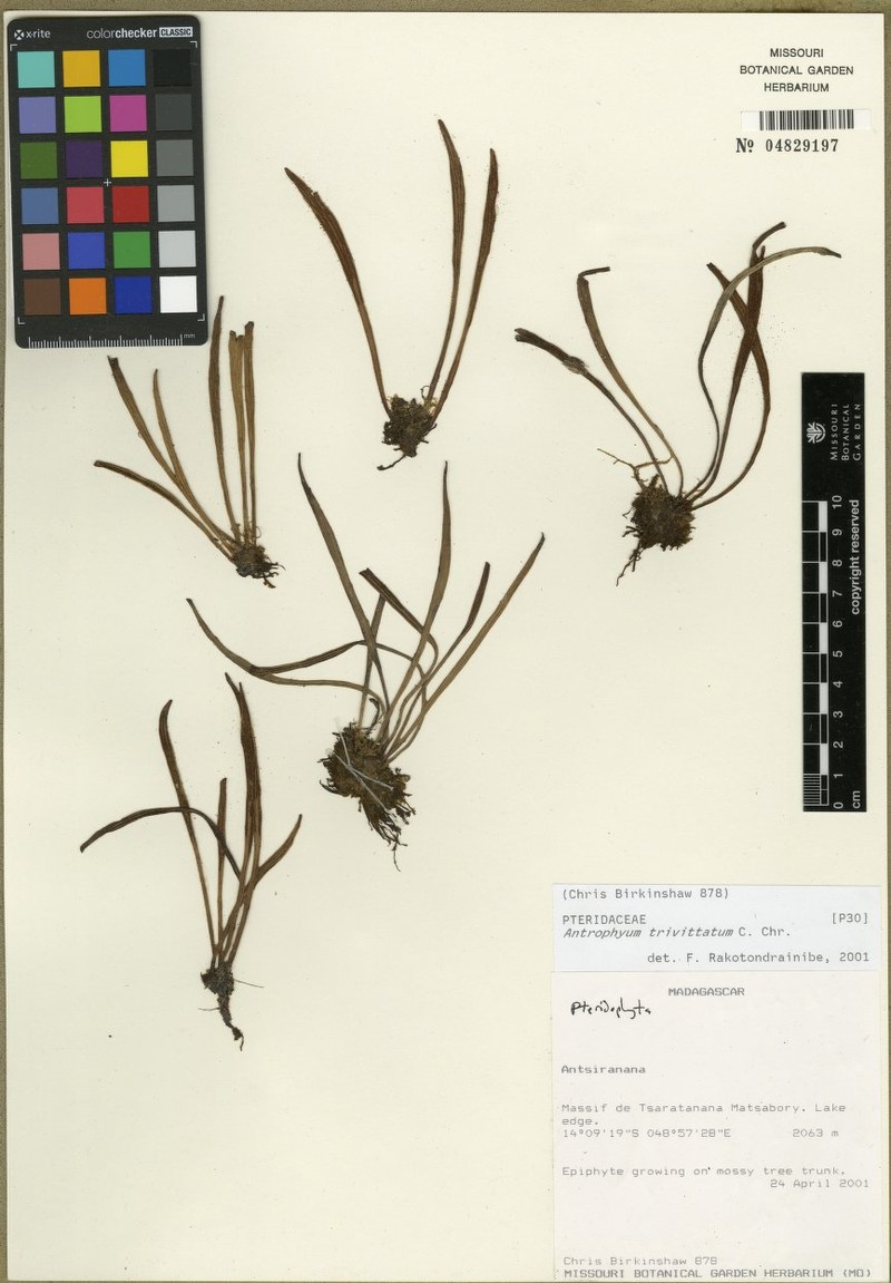 Antrophyum trivittatum