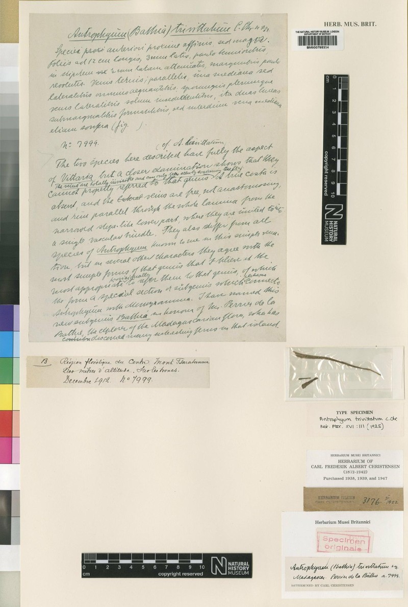 Antrophyum trivittatum photo 2