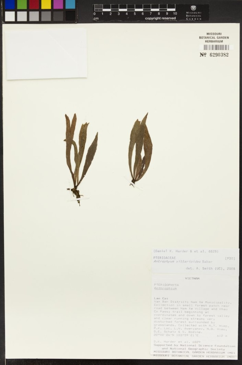 Antrophyum vittarioides photo 3
