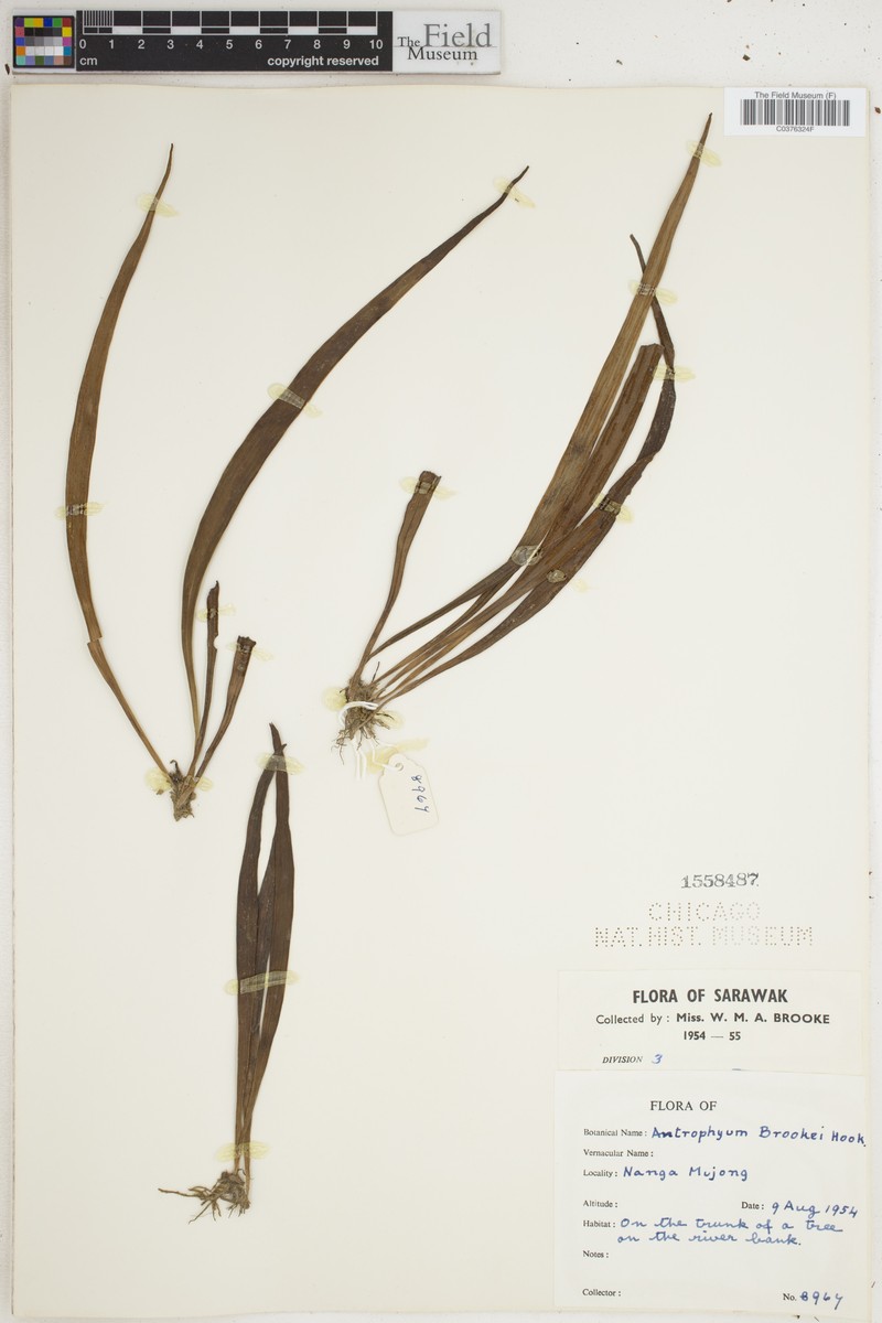 Antrophyum vittarioides photo 4