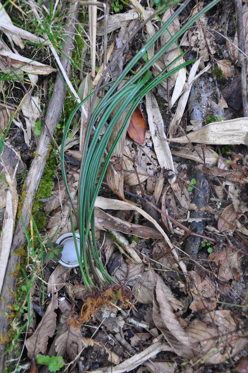Antrophyum vittarioides