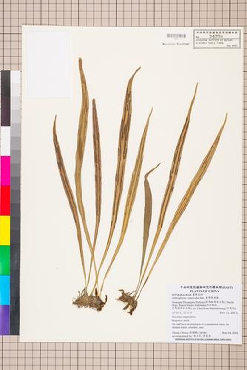 Antrophyum vittarioides photo 2