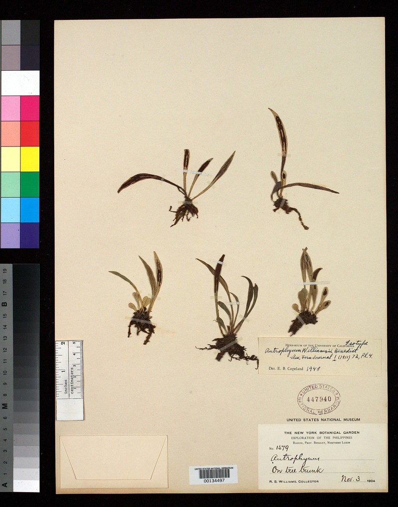 Antrophyum williamsii