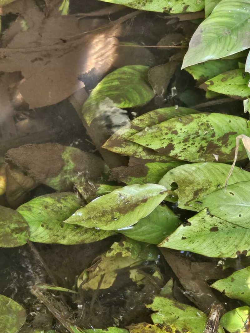 Anubias afzelii photo 3