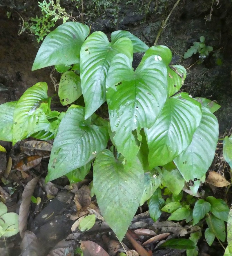 Anubias barteri photo 2