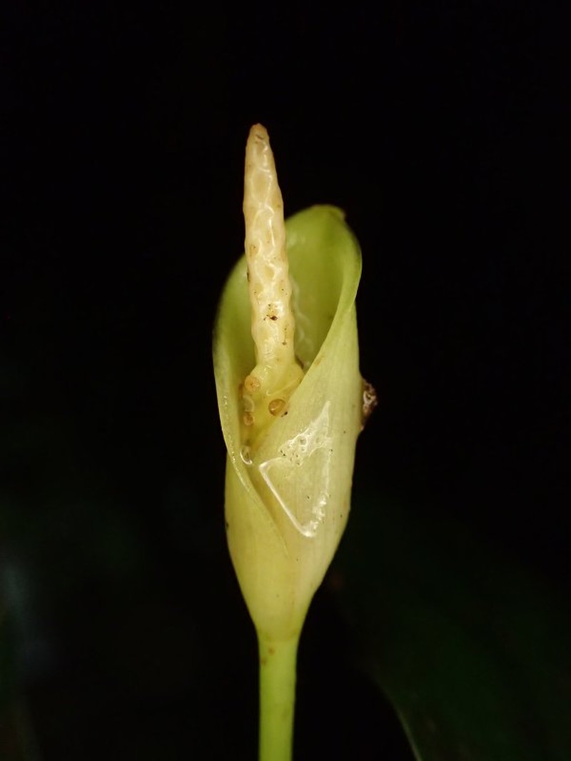Anubias barteri photo 5
