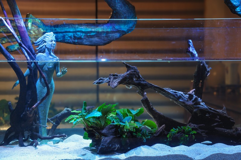 Anubias barteri photo 2